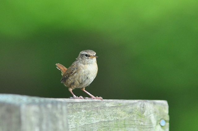 19 05 14_4476_edited-1.jpg - WREN - BOLDERWOOD, NEW FOREST HANTS - SPRING 2014
